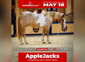 Gypsy Horse Mix, Gelding, 4 years, 14 hh