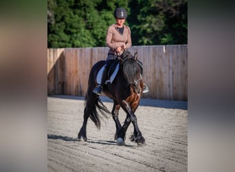 Gypsy Horse Mix, Gelding, 4 years, 14,1 hh, Black