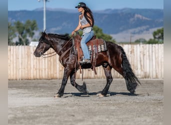 Gypsy Horse Mix, Gelding, 4 years, 14,1 hh, Black