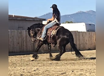 Gypsy Horse Mix, Gelding, 4 years, 14,1 hh, Black