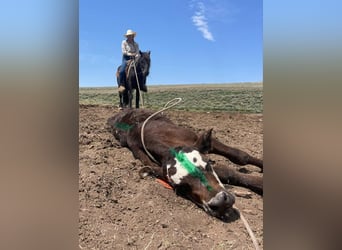 Gypsy Horse Mix, Gelding, 4 years, 14,1 hh, Black