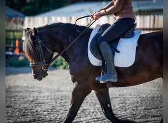 Gypsy Horse Mix, Gelding, 4 years, 14,1 hh, Black