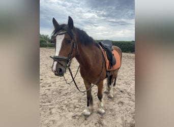 Gypsy Horse, Gelding, 4 years, 14,1 hh, Brown