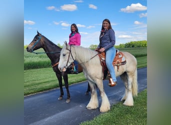Gypsy Horse, Gelding, 4 years, 14,1 hh, Palomino