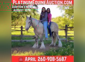 Gypsy Horse, Gelding, 4 years, 14,1 hh, Palomino