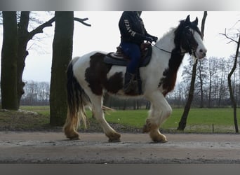 Gypsy Horse, Gelding, 4 years, 14,2 hh, Pinto
