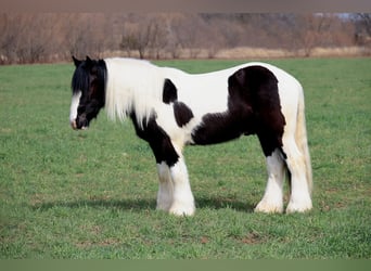 Gypsy Horse, Gelding, 4 years, 14,2 hh, Pinto