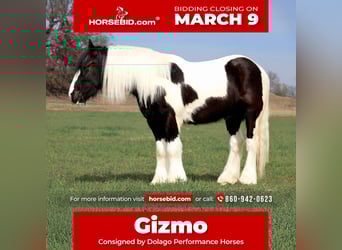 Gypsy Horse, Gelding, 4 years, 14,2 hh, Pinto