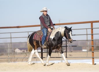 Gypsy Horse Mix, Gelding, 4 years, 14,2 hh, Pinto