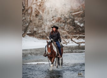 Gypsy Horse Mix, Gelding, 4 years, 14,3 hh, Bay