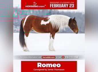 Gypsy Horse Mix, Gelding, 4 years, 14,3 hh, Bay