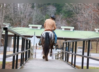 Gypsy Horse Mix, Gelding, 4 years, 14,3 hh, Black