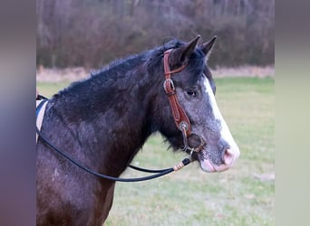 Gypsy Horse Mix, Gelding, 4 years, 14,3 hh, Black
