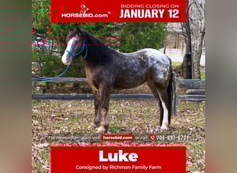 Gypsy Horse Mix, Gelding, 4 years, 14,3 hh, Black