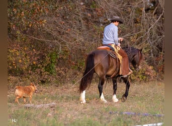 Gypsy Horse Mix, Gelding, 4 years, 14,3 hh, Buckskin