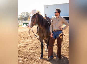 Gypsy Horse Mix, Gelding, 4 years, 14,3 hh, Buckskin