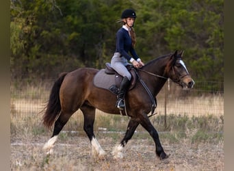 Gypsy Horse Mix, Gelding, 4 years, 14,3 hh, Buckskin