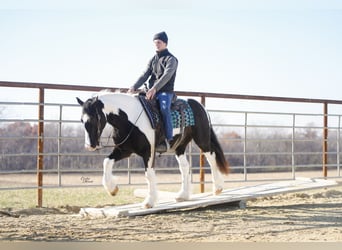 Gypsy Horse Mix, Gelding, 4 years, 14,3 hh, Pinto