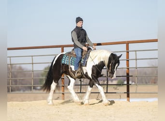 Gypsy Horse Mix, Gelding, 4 years, 14,3 hh, Pinto