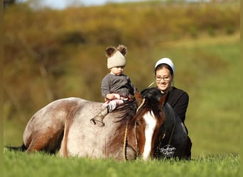 Gypsy Horse Mix, Gelding, 4 years, 14,3 hh, Roan-Bay