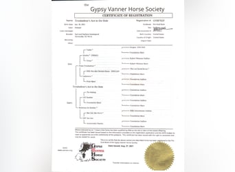 Gypsy Horse, Gelding, 4 years, 14,3 hh, Tobiano-all-colors