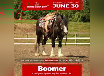 Gypsy Horse Mix, Gelding, 4 years, 14,3 hh