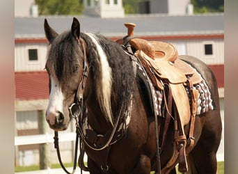 Gypsy Horse Mix, Gelding, 4 years, 14,3 hh