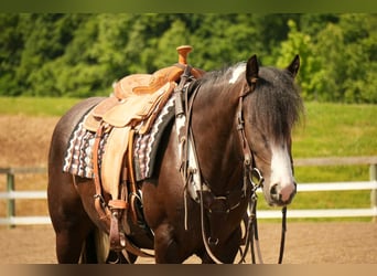 Gypsy Horse Mix, Gelding, 4 years, 14,3 hh