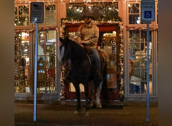 Gypsy Horse Mix, Gelding, 4 years, 14,3 hh