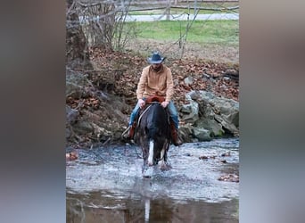 Gypsy Horse Mix, Gelding, 4 years, 14,3 hh