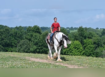 Gypsy Horse, Gelding, 4 years, 15.1 hh, Tobiano-all-colors