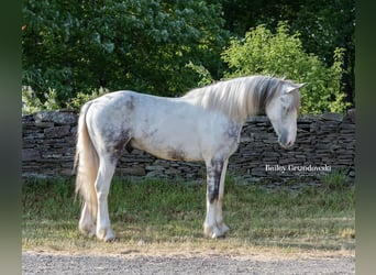 Gypsy Horse, Gelding, 4 years, 15.2 hh, Tobiano-all-colors