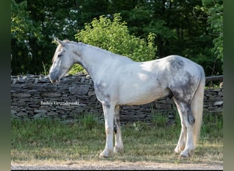 Gypsy Horse, Gelding, 4 years, 15.2 hh, Tobiano-all-colors