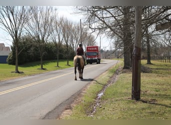 Gypsy Horse Mix, Gelding, 4 years, 15.3 hh, Grullo