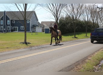 Gypsy Horse Mix, Gelding, 4 years, 15.3 hh, Grullo