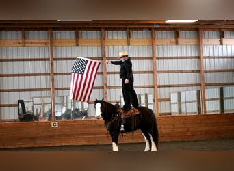 Gypsy Horse, Gelding, 4 years, 15 hh, Black