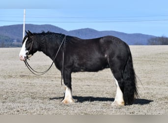 Gypsy Horse, Gelding, 4 years, 15 hh, Black