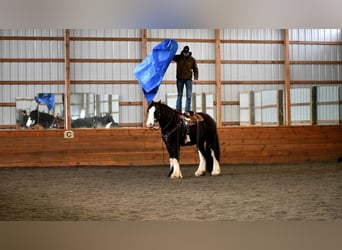 Gypsy Horse, Gelding, 4 years, 15 hh, Black