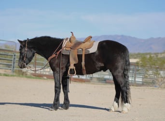 Gypsy Horse Mix, Gelding, 4 years, 15 hh, Black