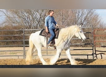 Gypsy Horse, Gelding, 4 years, 15 hh, Champagne