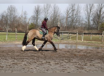 Gypsy Horse Mix, Gelding, 4 years, 15,3 hh, Grullo