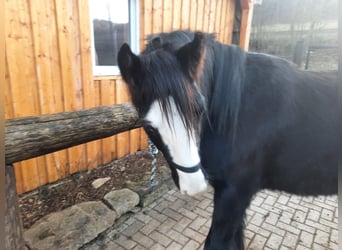 Gypsy Horse, Gelding, 4 years, 16 hh, Black