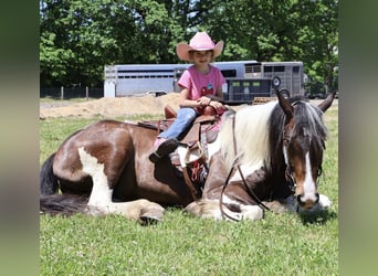 Gypsy Horse Mix, Gelding, 4 years, 16 hh, Pinto