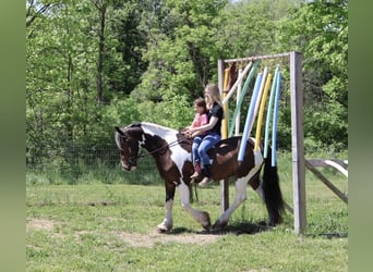 Gypsy Horse Mix, Gelding, 4 years, 16 hh, Pinto