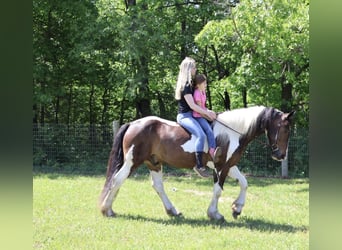 Gypsy Horse Mix, Gelding, 4 years, 16 hh, Pinto