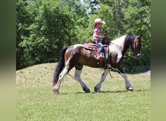 Gypsy Horse Mix, Gelding, 4 years, 16 hh, Pinto