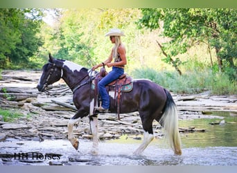 Gypsy Horse, Gelding, 4 years, 16 hh, Tobiano-all-colors