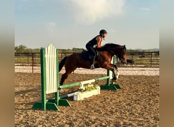 Gypsy Horse, Gelding, 4 years, Bay