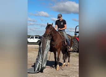 Gypsy Horse, Gelding, 4 years, Bay