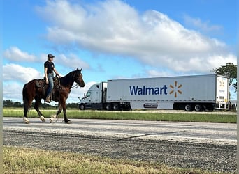 Gypsy Horse, Gelding, 4 years, Bay